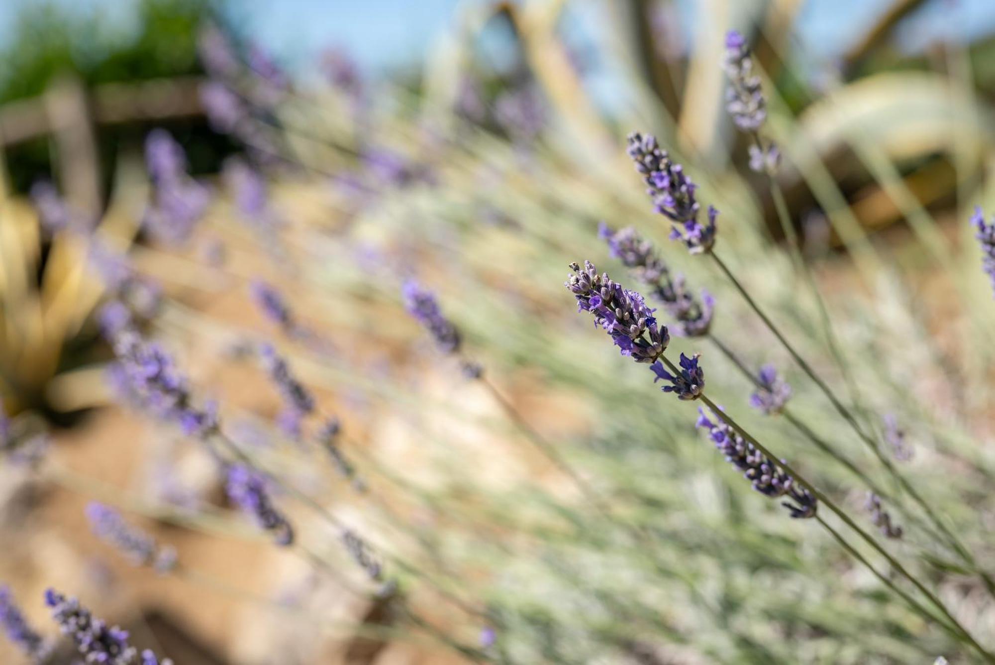 Agriturismo Bio Fattoria Bacio Certaldo Dış mekan fotoğraf